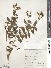 Rhexia mariana image