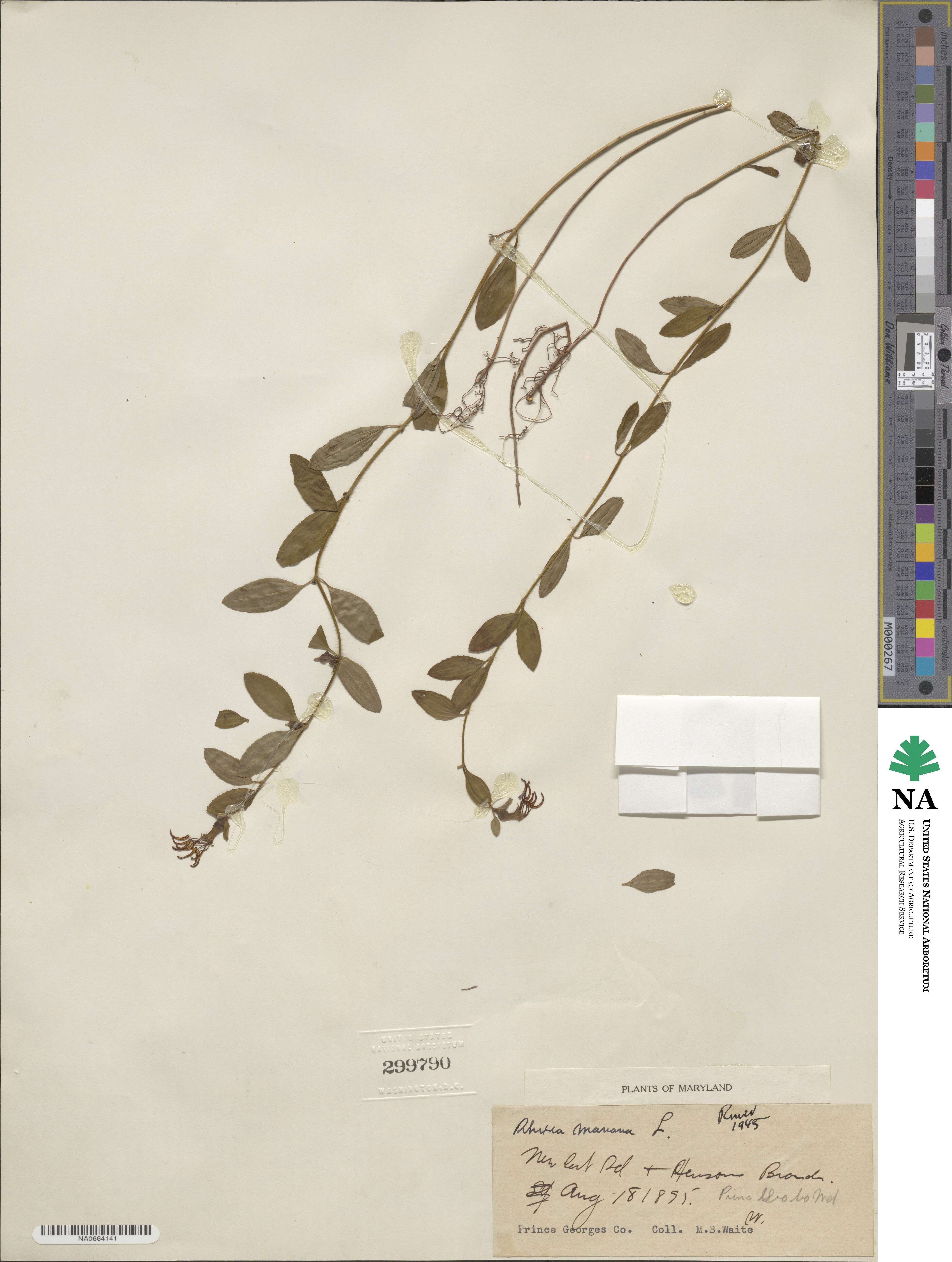 Rhexia mariana image