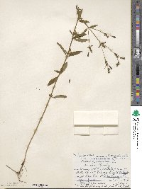 Rhexia mariana image