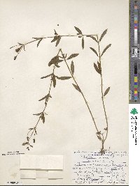 Rhexia mariana image