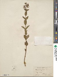 Rhexia virginica image