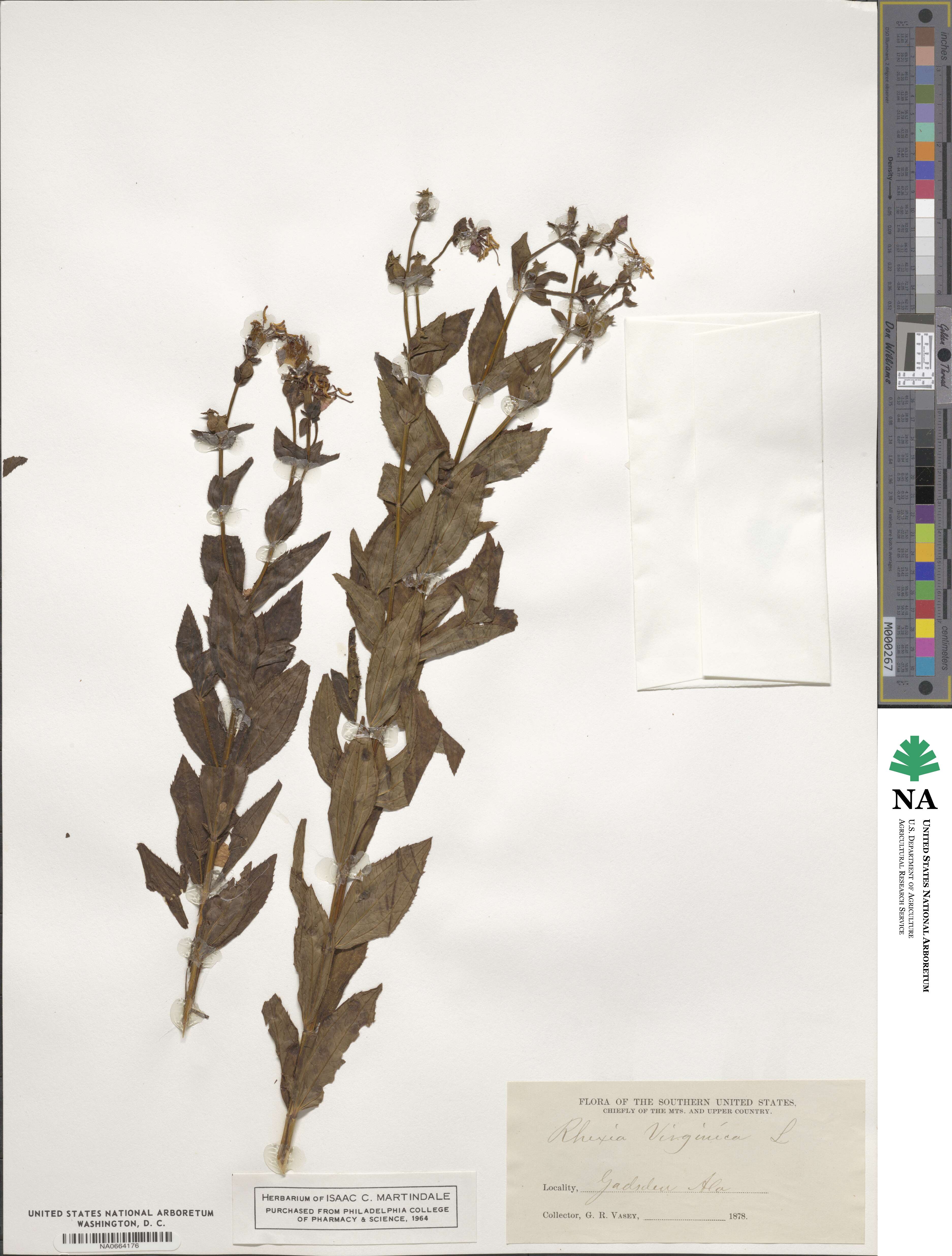 Rhexia virginica image