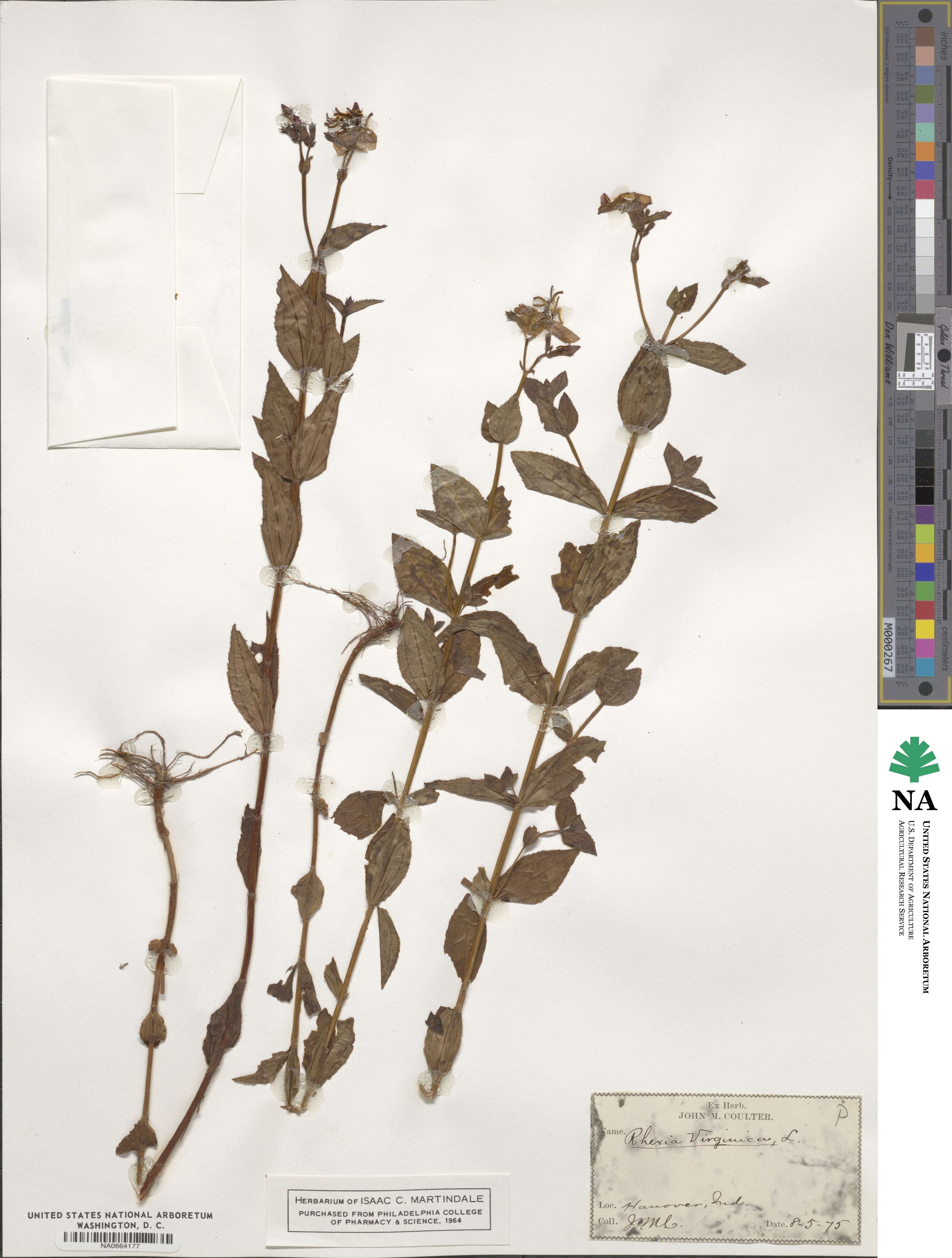 Rhexia virginica image