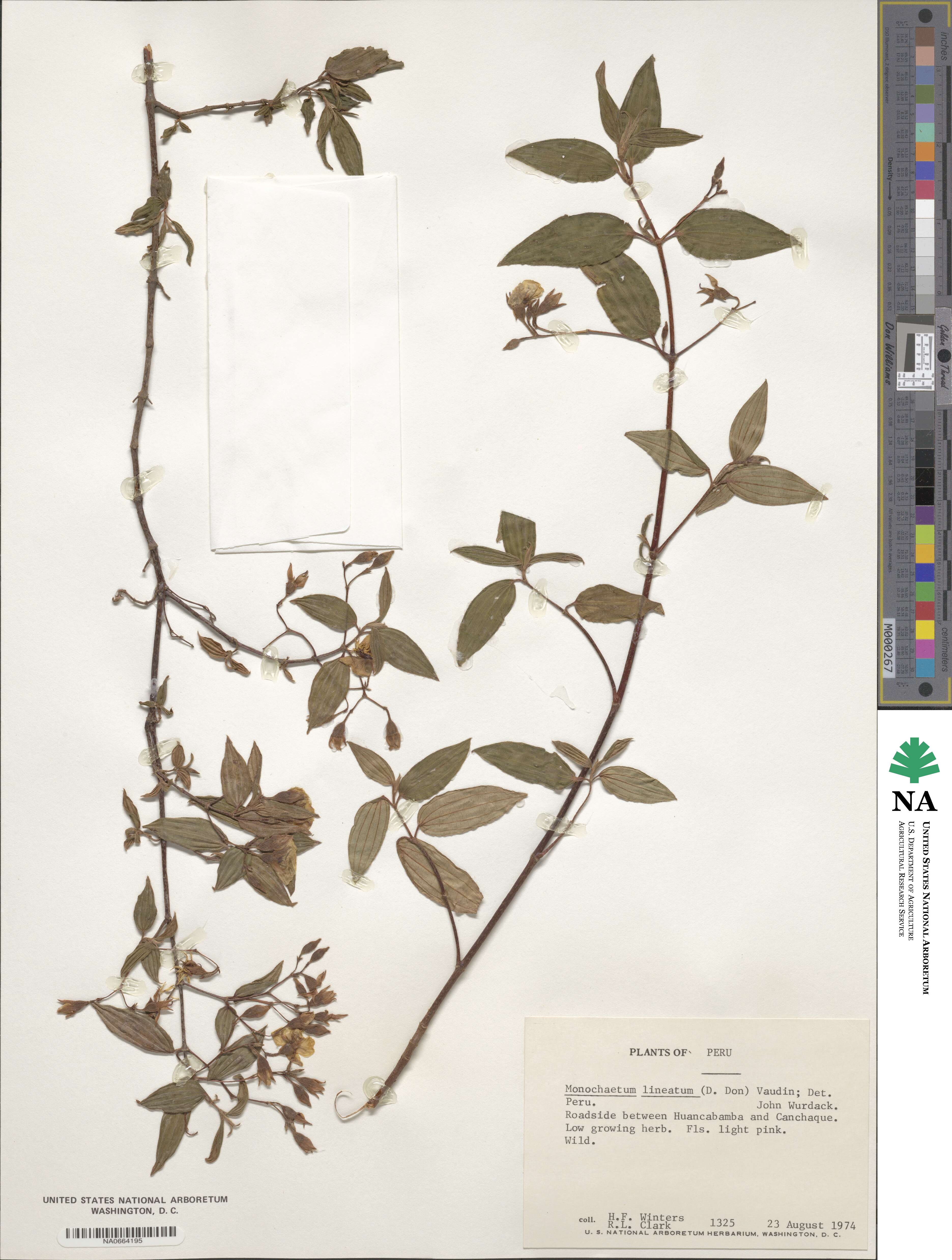 Monochaetum lineatum image