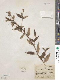 Monochaetum lineatum image