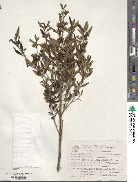 Microlicia parviflora image