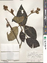 Meriania phlomoides image