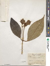 Meriania phlomoides image