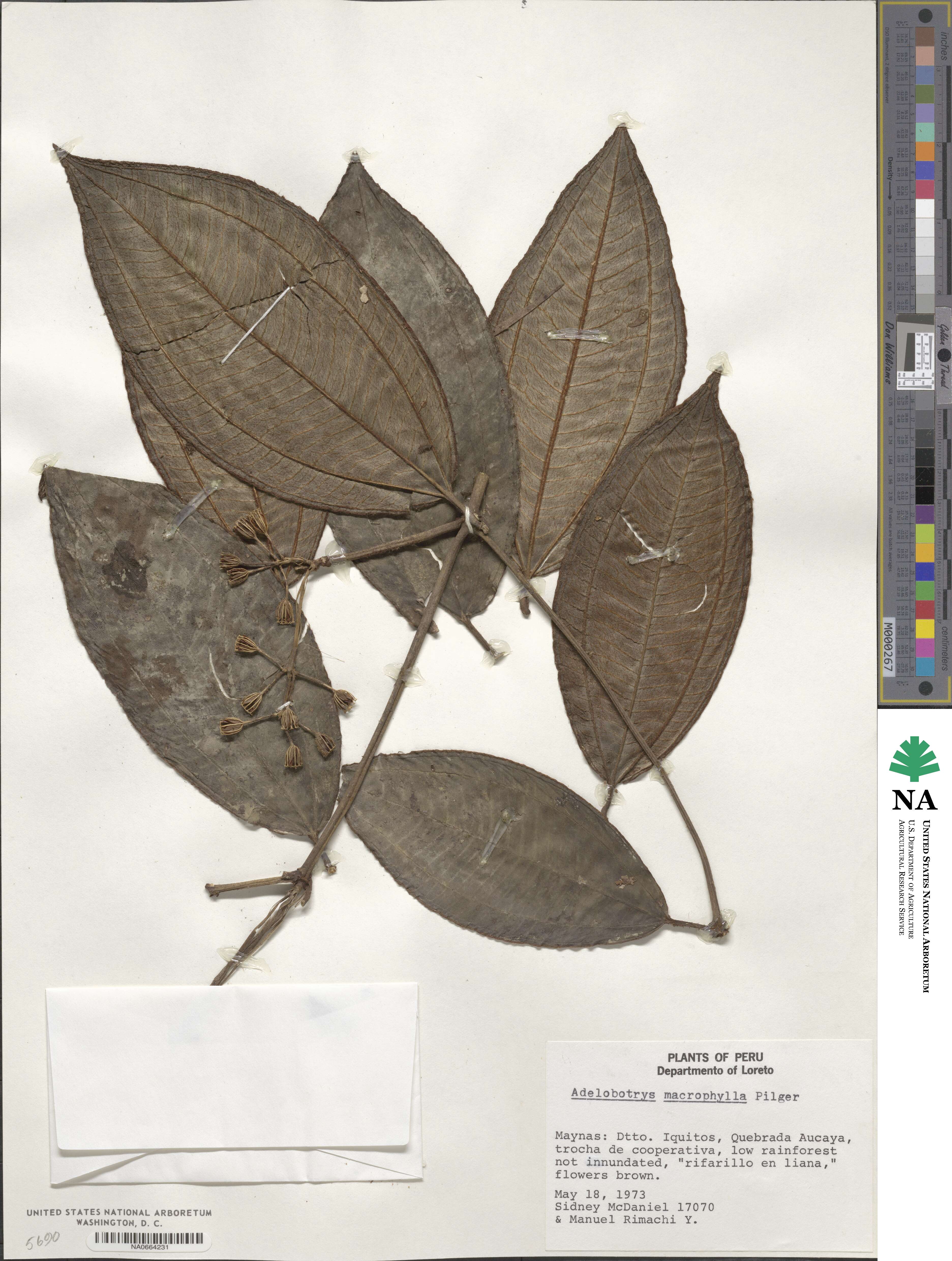 Adelobotrys macrophylla image