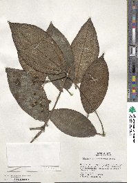 Image of Adelobotrys macrophylla