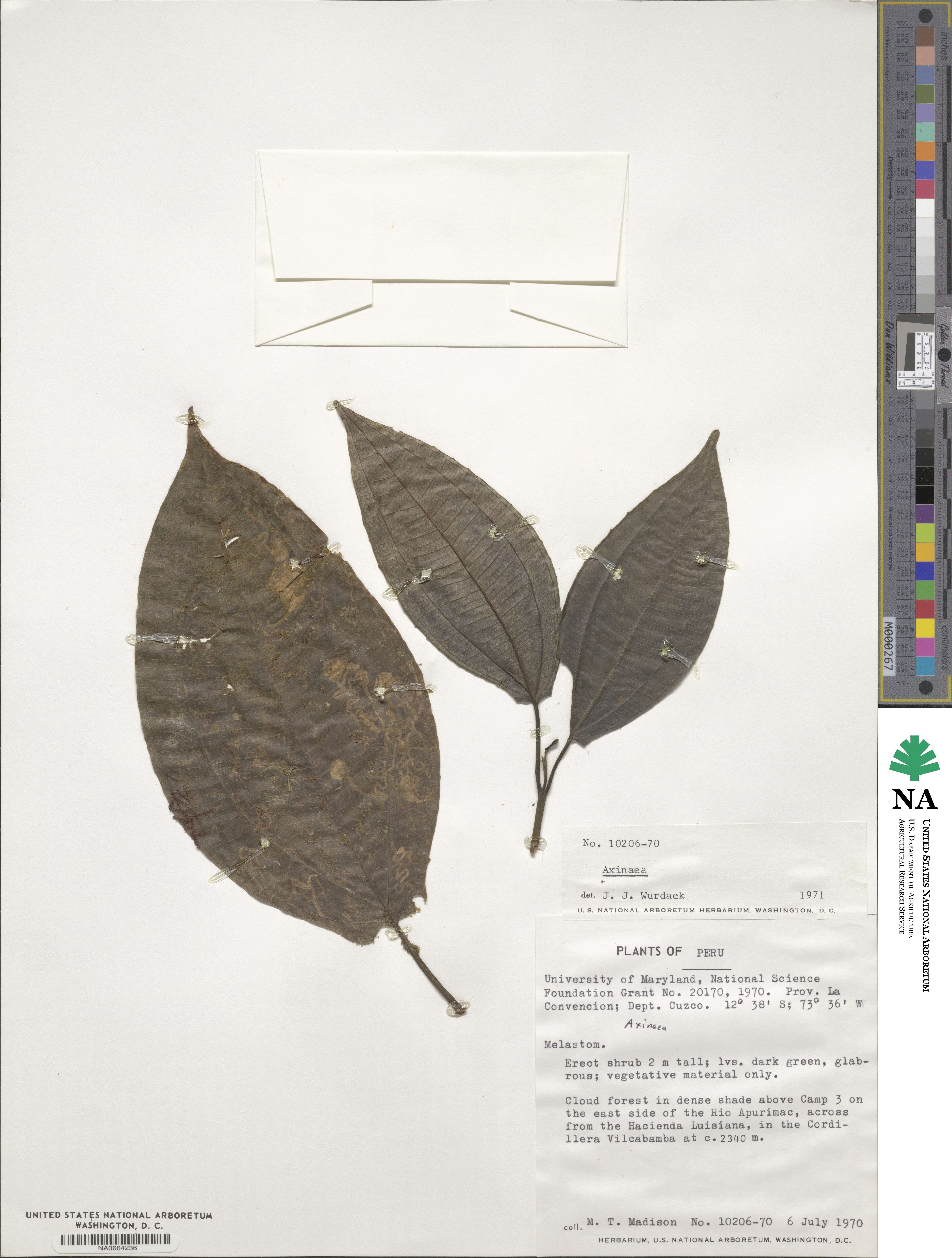 Axinaea image