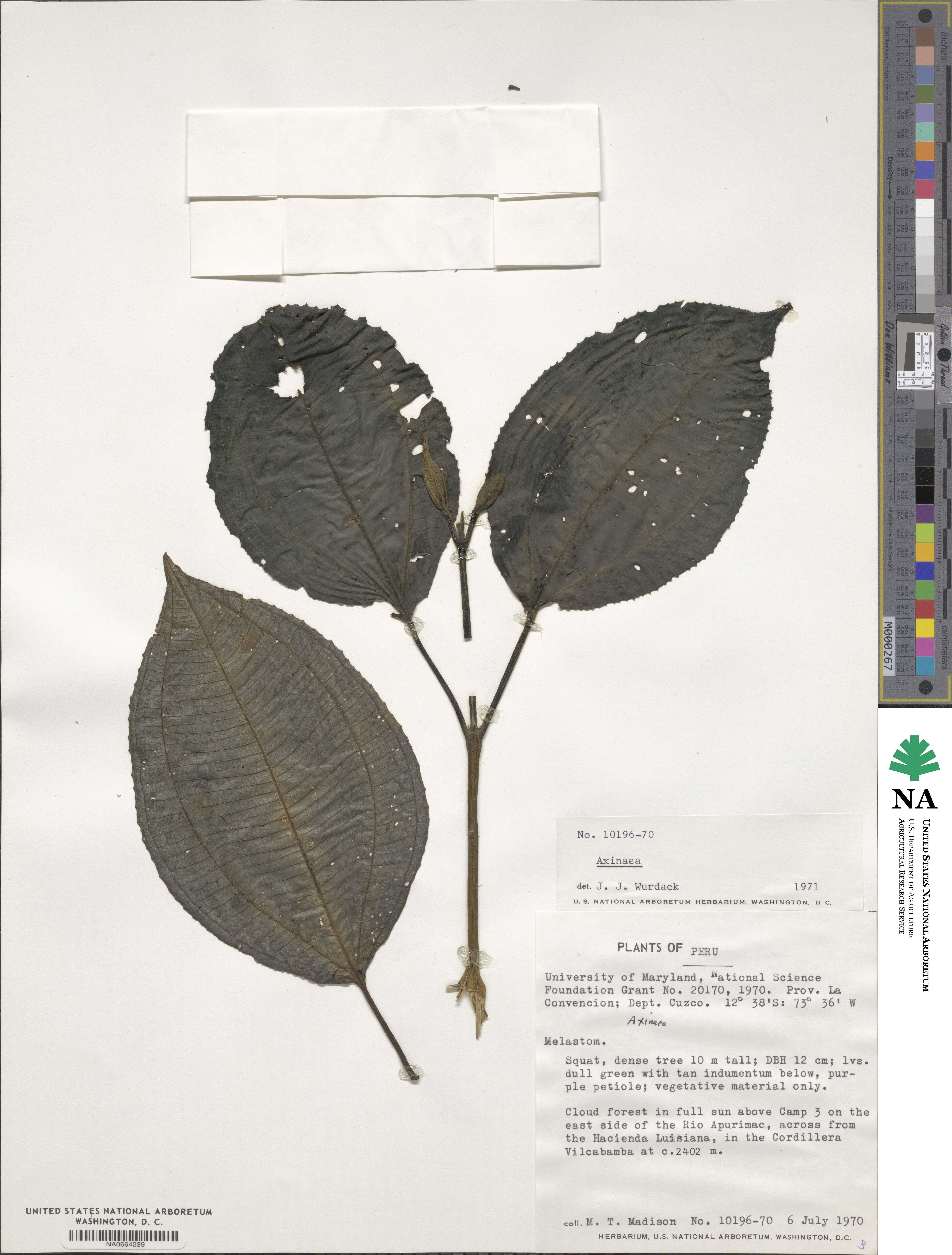 Axinaea image