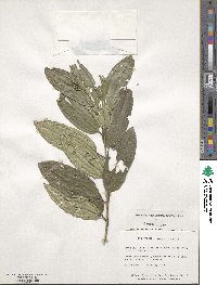 Meriania involucrata image