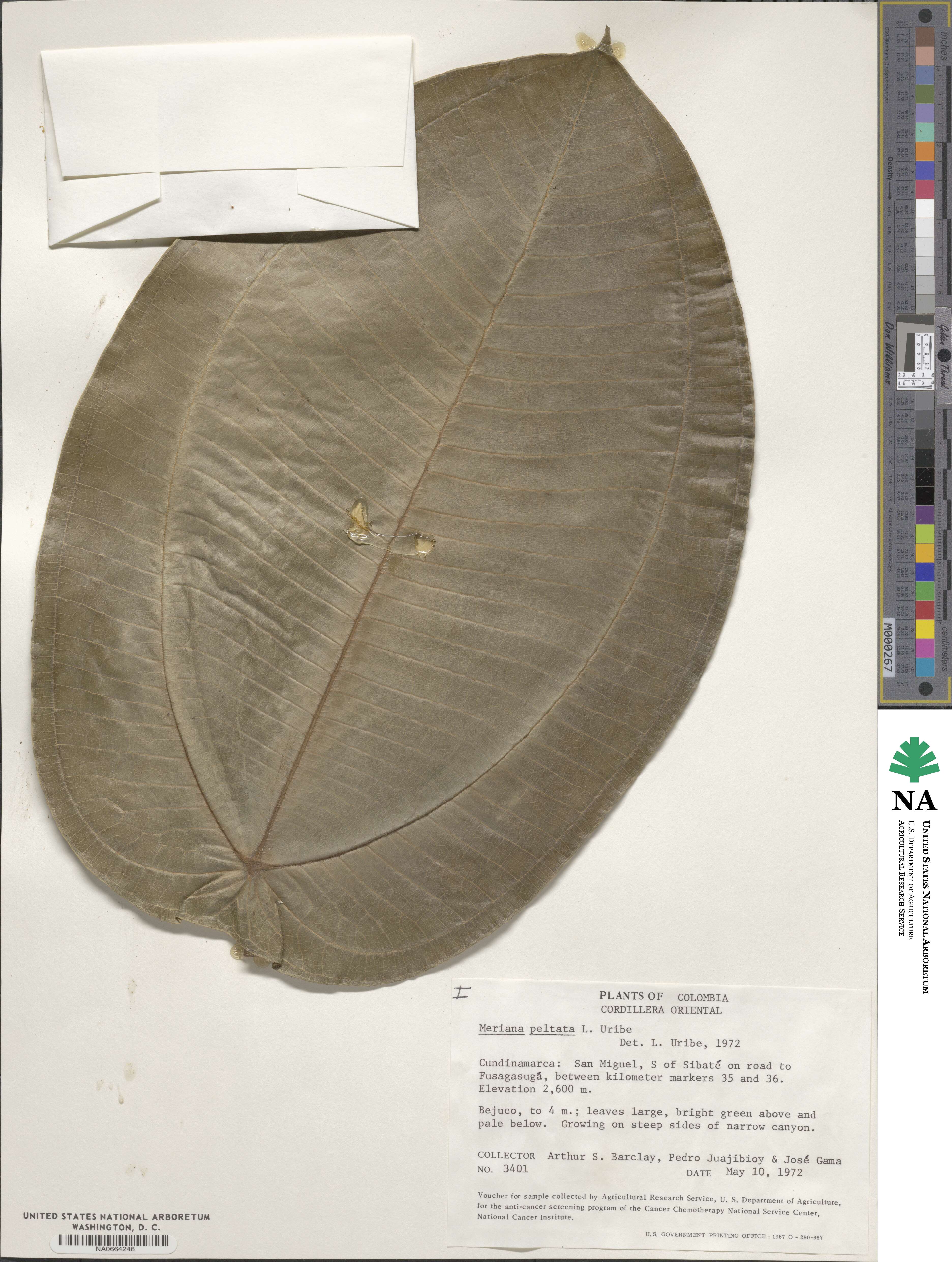 Meriania macrophylla subsp. peltata image