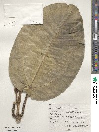 Meriania macrophylla image