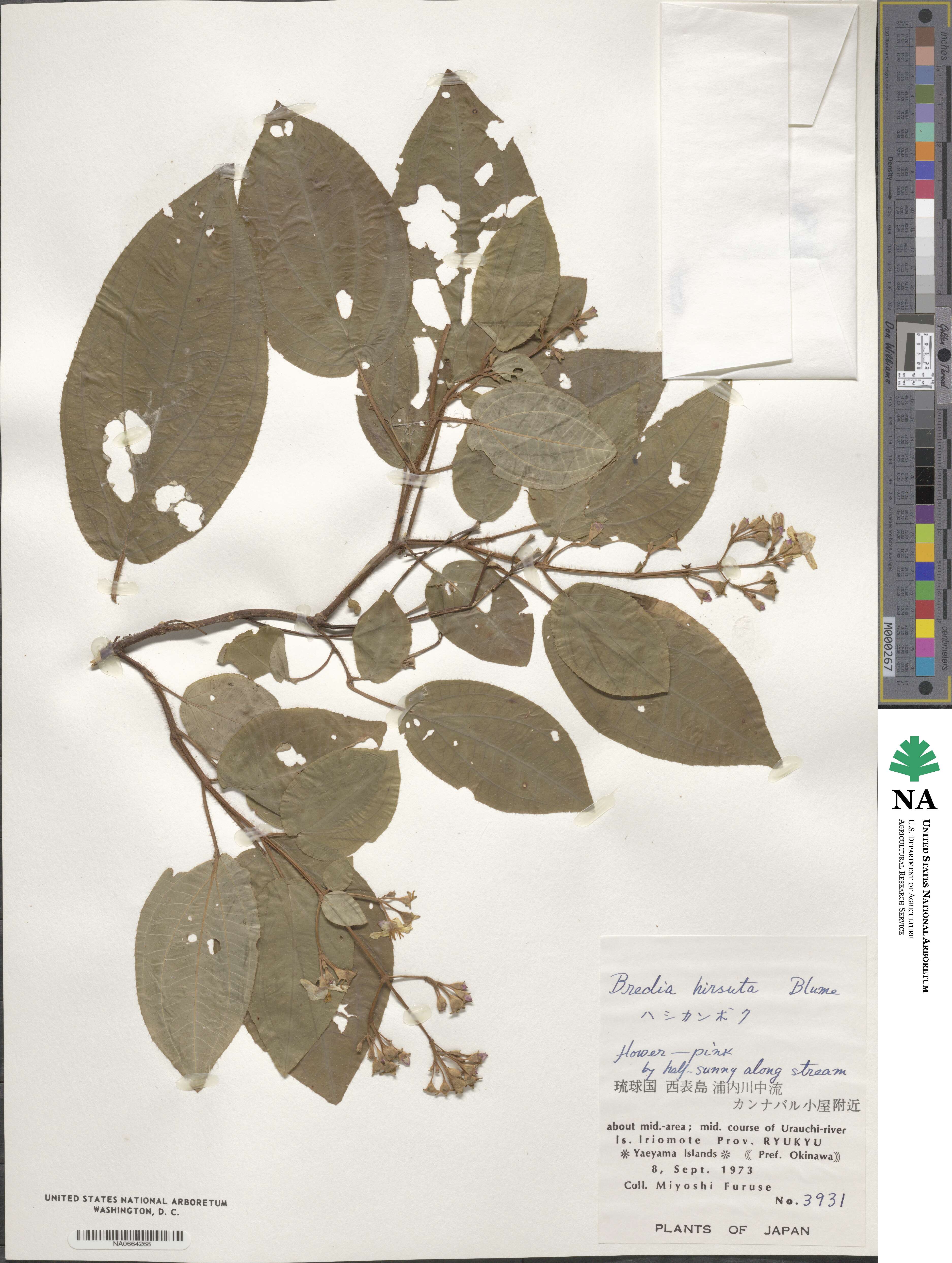 Bredia hirsuta image