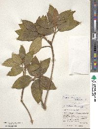 Image of Tashiroea okinawensis