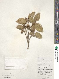 Tashiroea okinawensis image