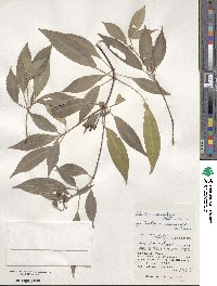 Tashiroea okinawensis image