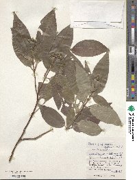 Tashiroea yaeyamensis image