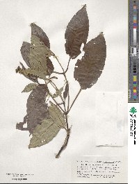 Tashiroea yaeyamensis image