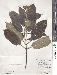 Tashiroea yaeyamensis image