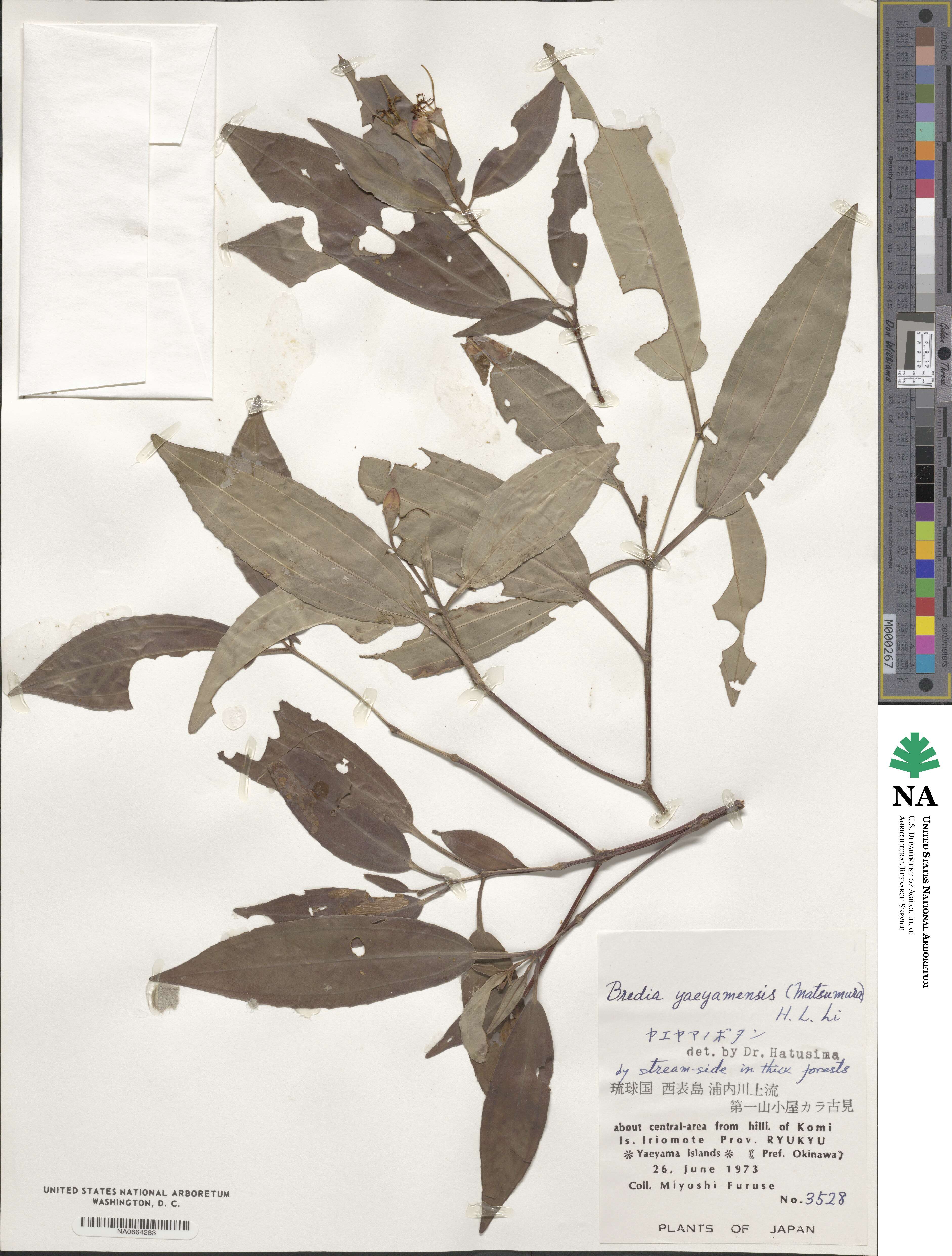 Tashiroea yaeyamensis image