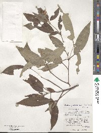 Tashiroea yaeyamensis image