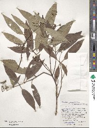 Tashiroea yaeyamensis image