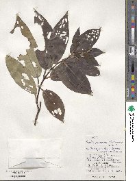 Tashiroea yaeyamensis image