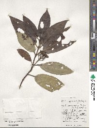 Tashiroea yaeyamensis image