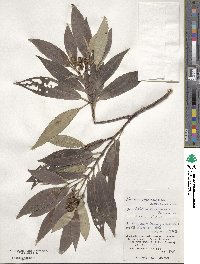 Tashiroea yaeyamensis image