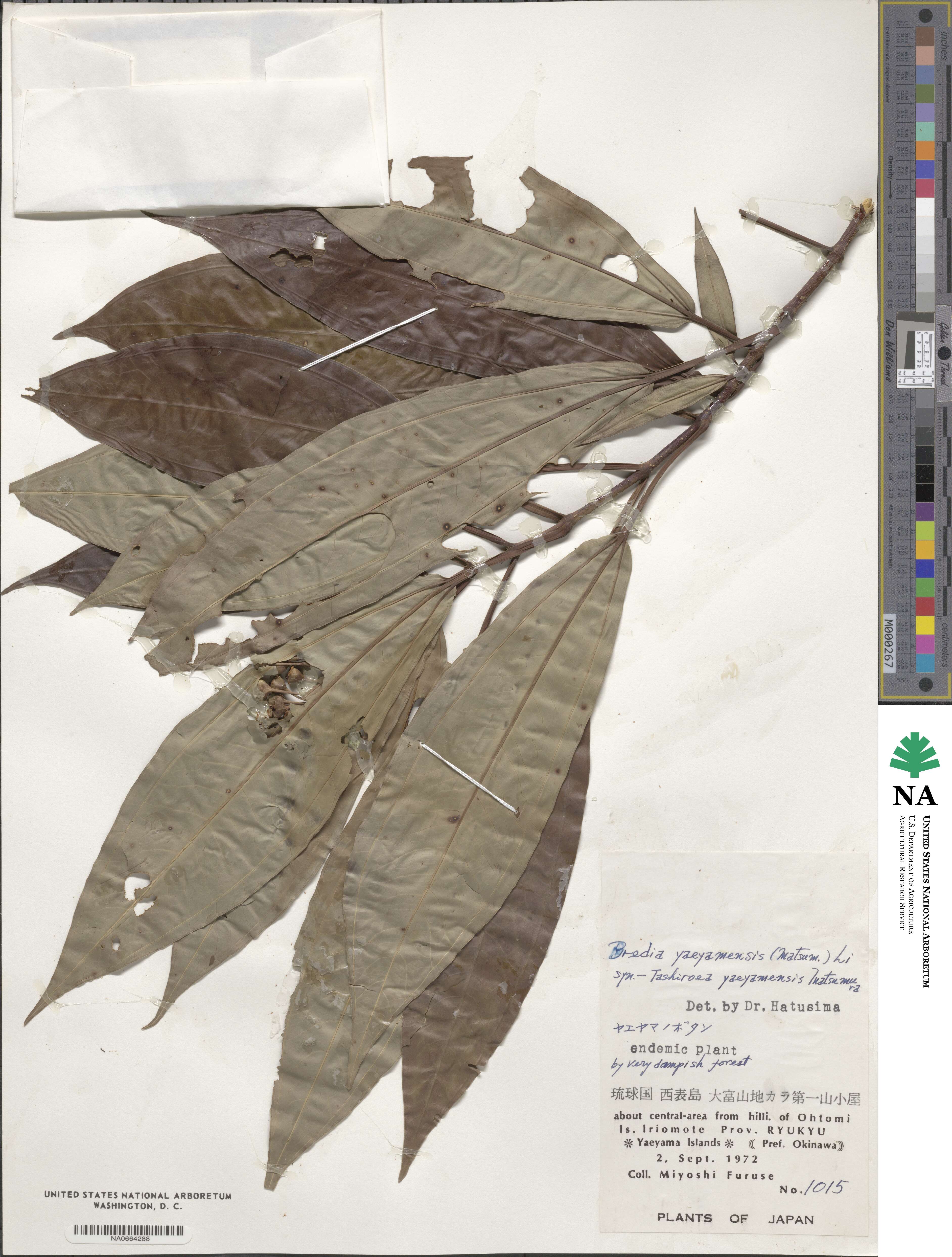 Tashiroea yaeyamensis image