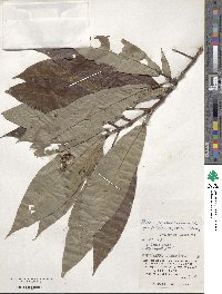 Tashiroea yaeyamensis image