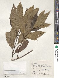 Tashiroea yaeyamensis image