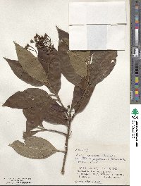 Tashiroea yaeyamensis image