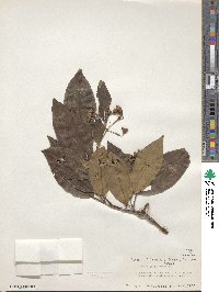 Tashiroea yaeyamensis image