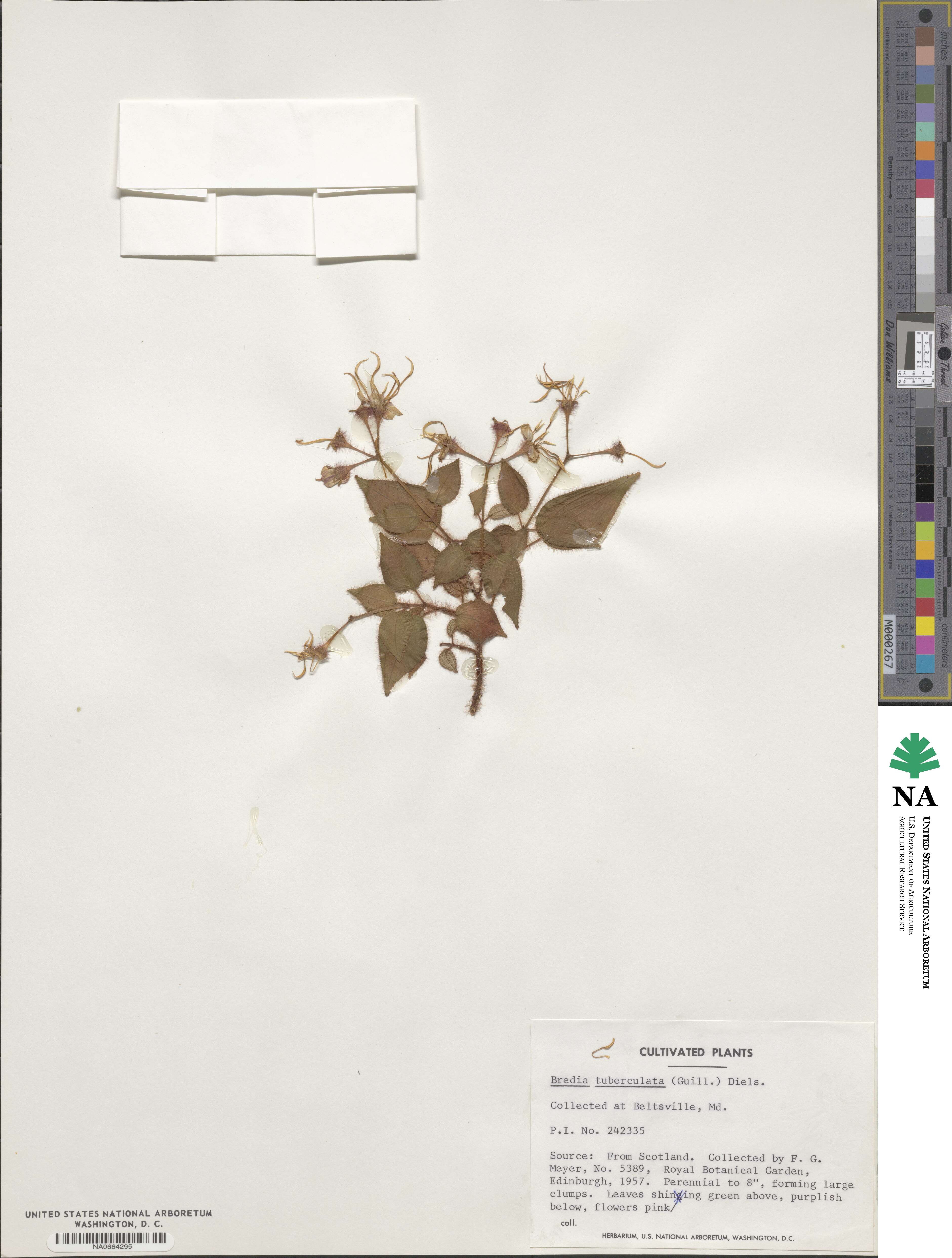 Bredia tuberculata image