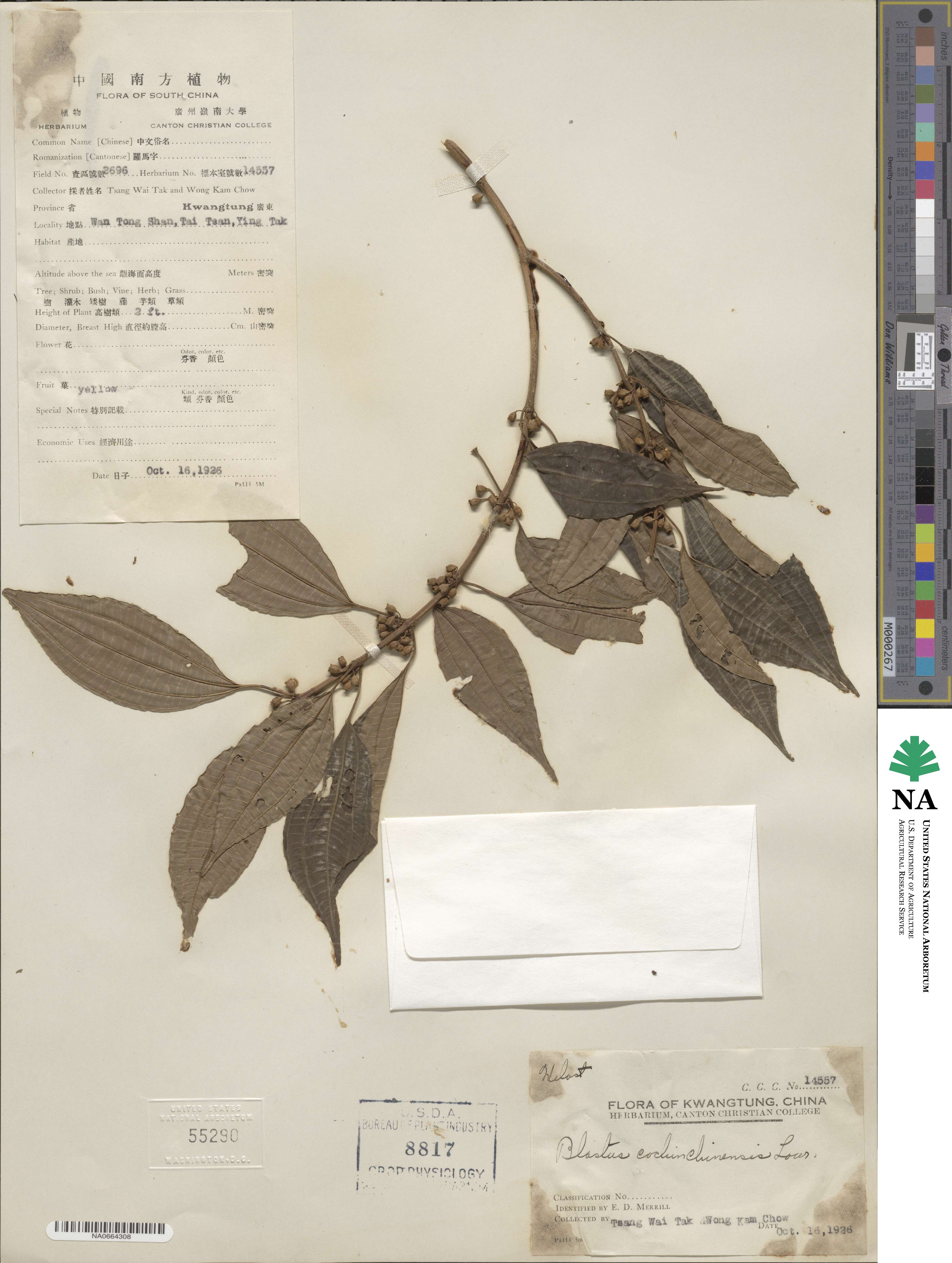 Blastus cochinchinensis image