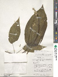 Monolena primuliflora image