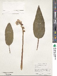 Monolena primuliflora image