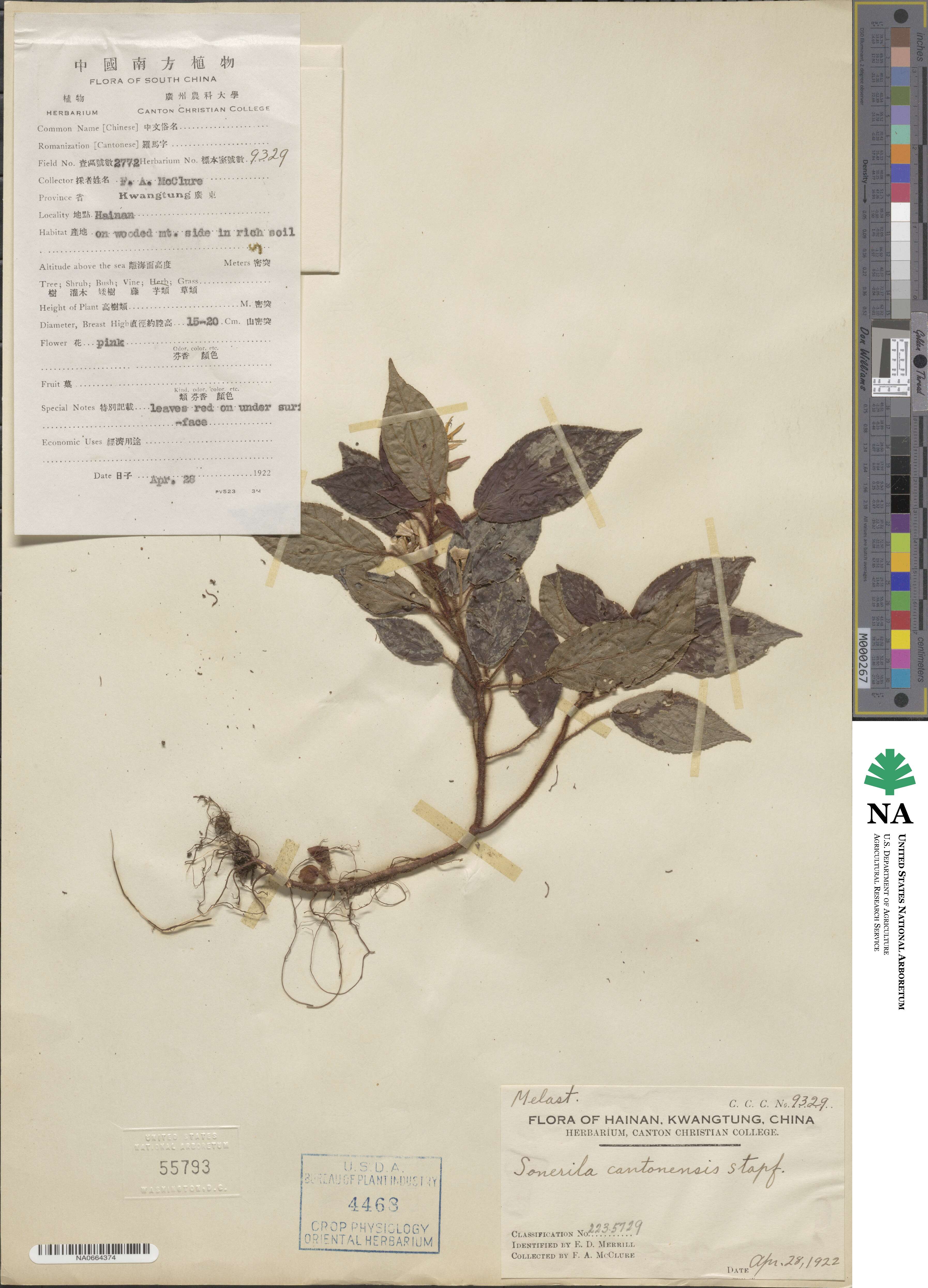 Sonerila cantonensis image