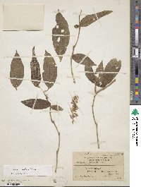 Medinilla setigera image