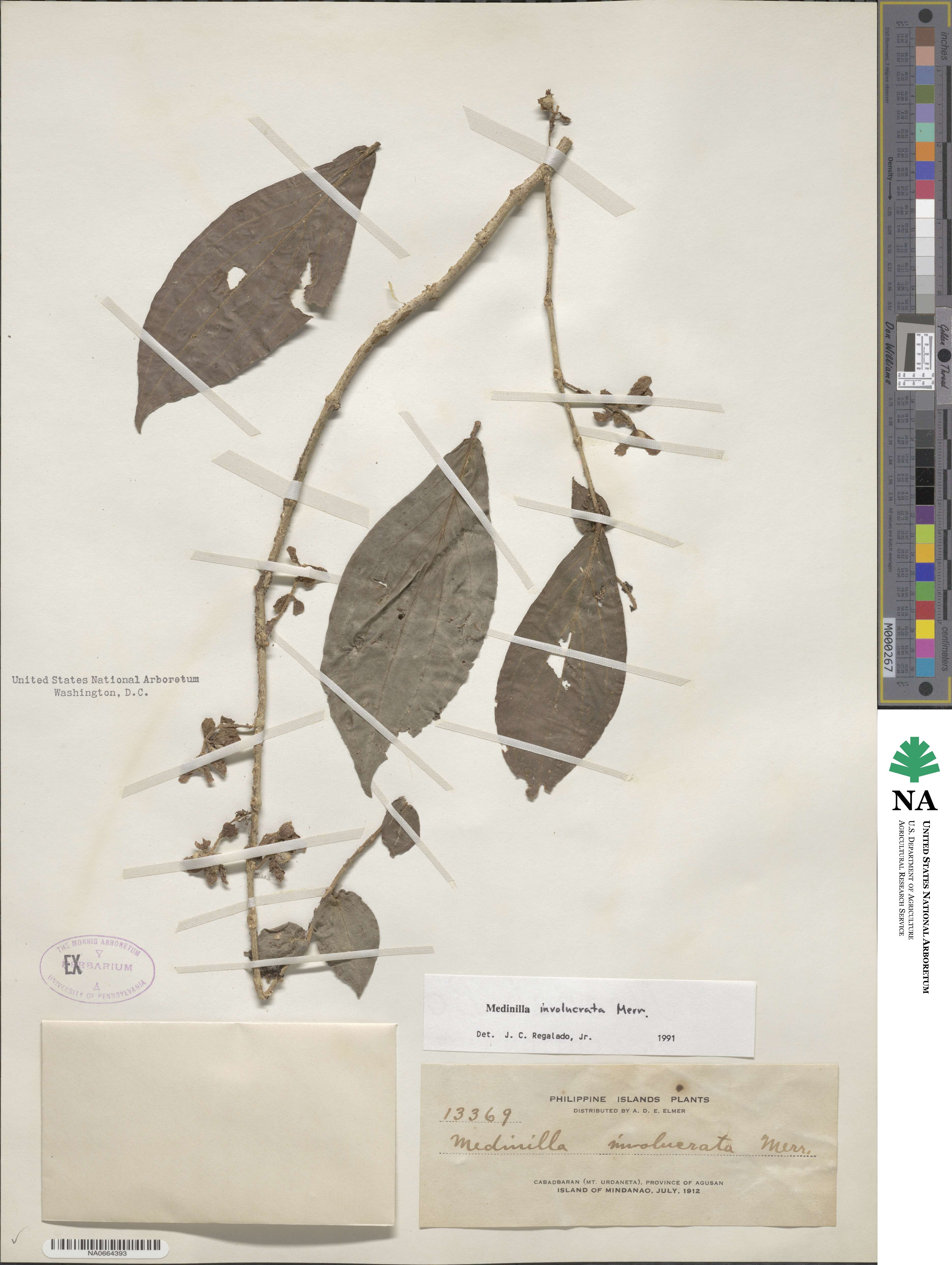 Medinilla setigera image