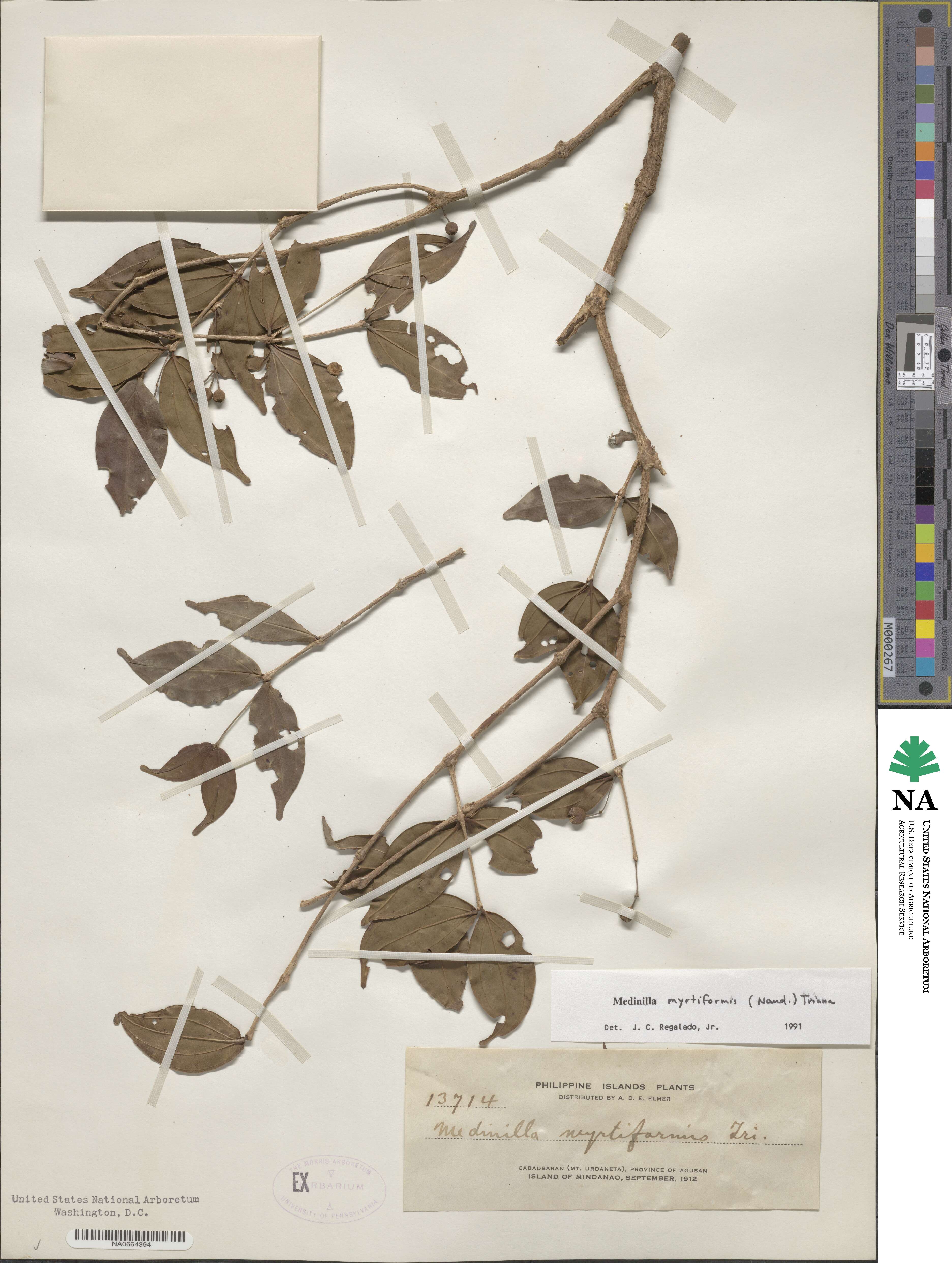 Medinilla myrtiformis image