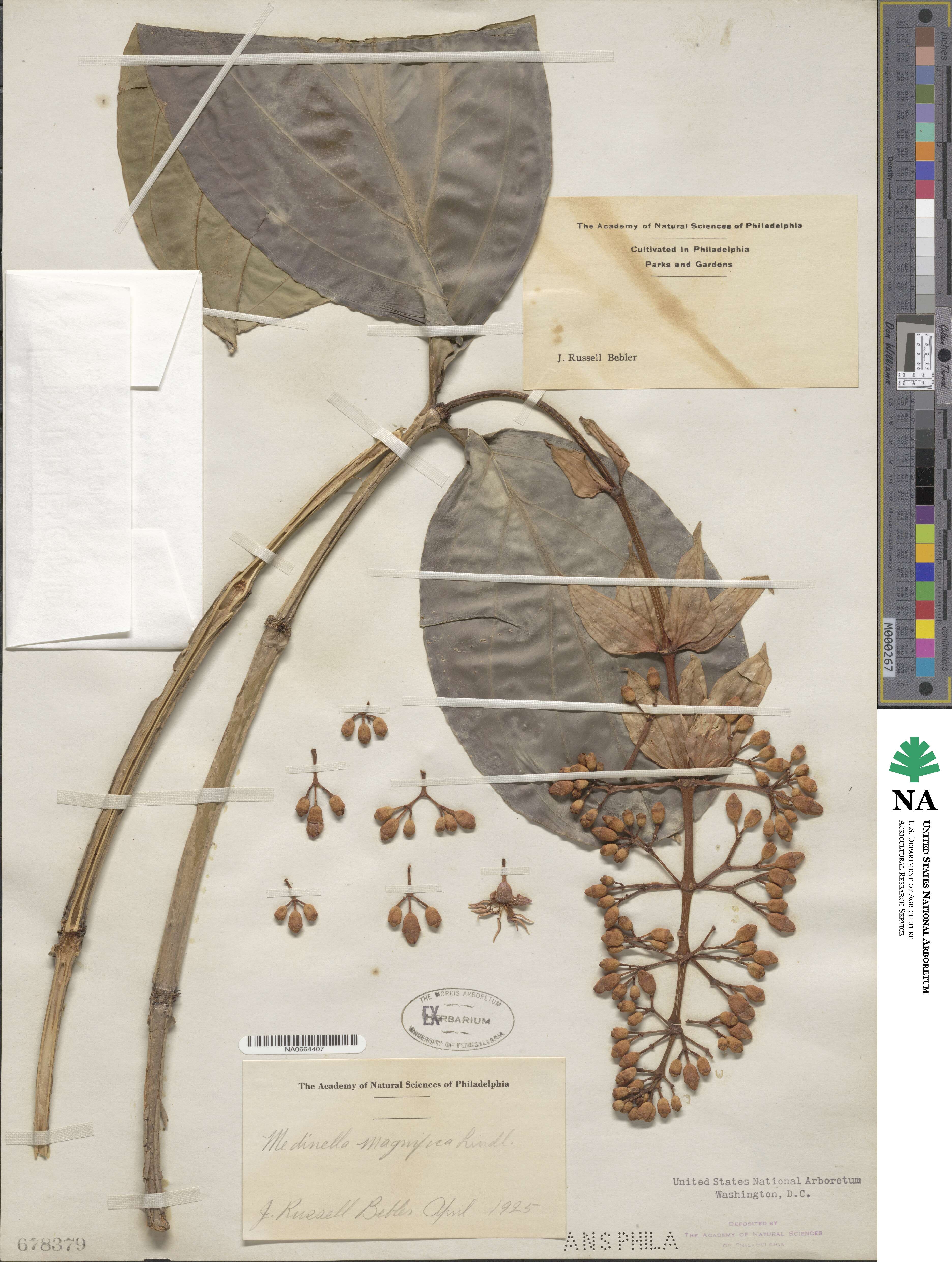 Medinilla bracteata image