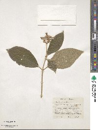 Medinilla venosa image