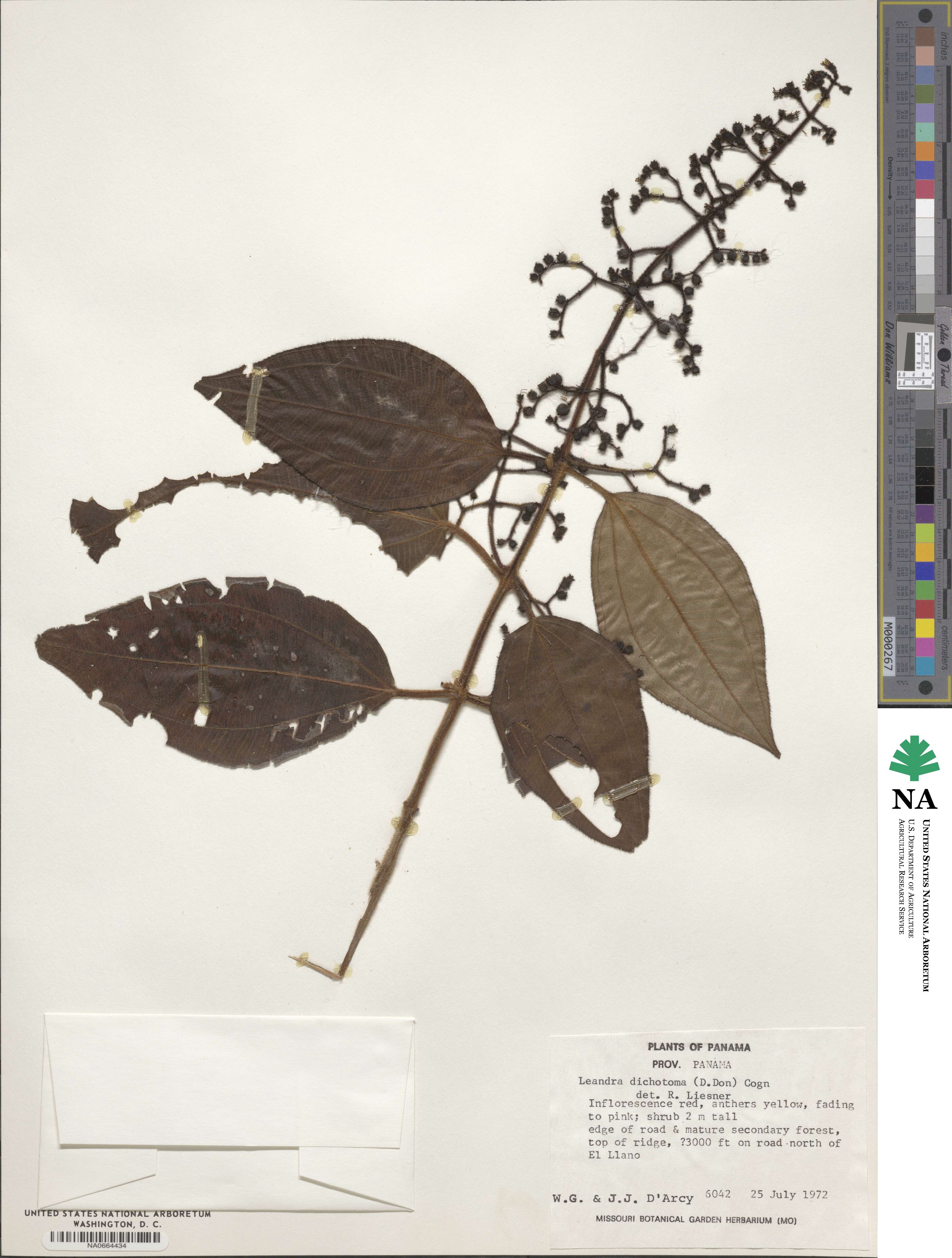 Miconia sulcicaulis image