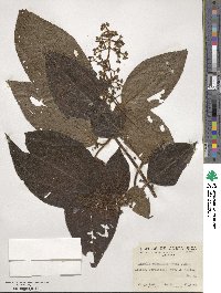 Miconia sulcicaulis image