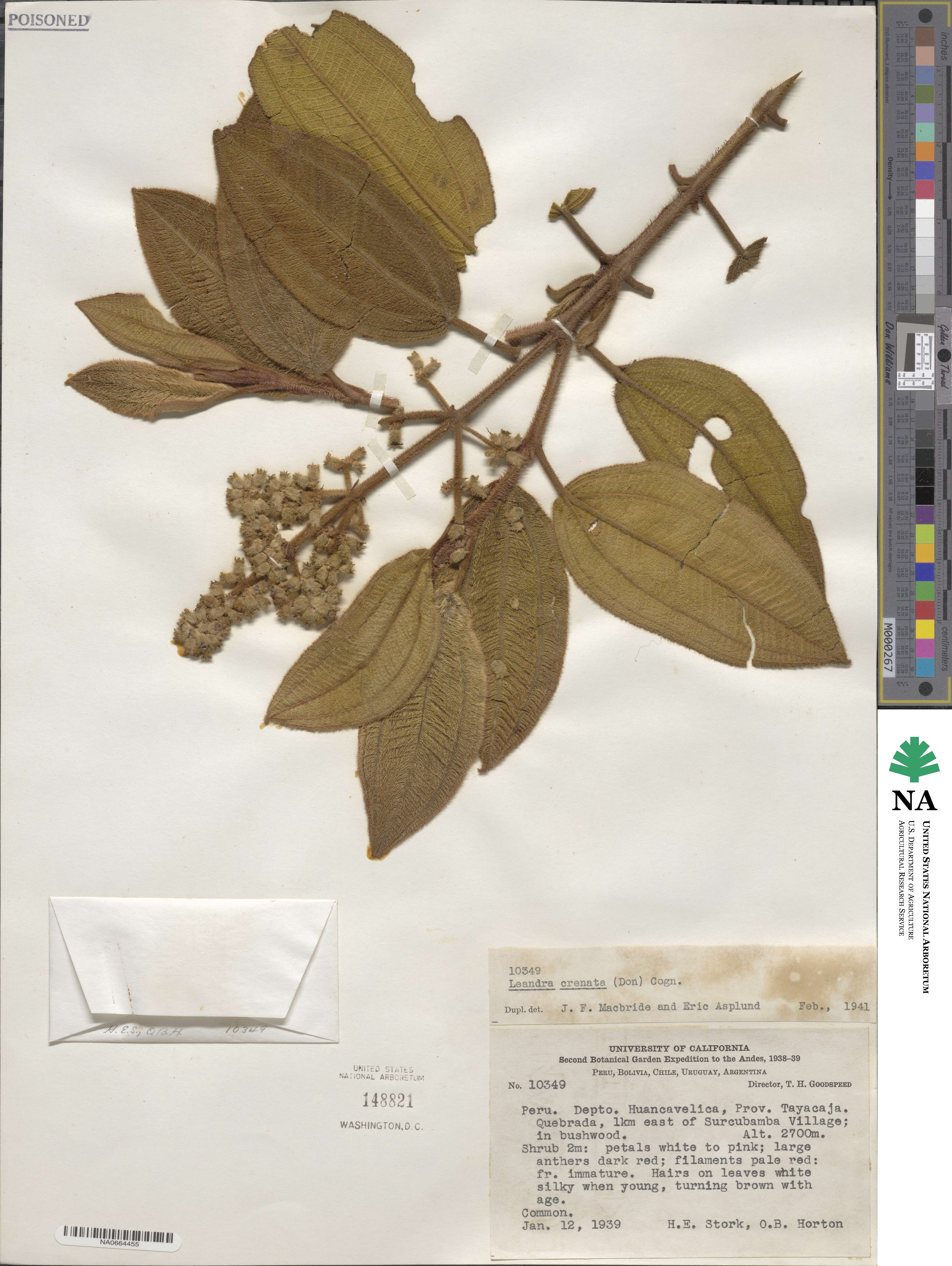 Miconia leacrenata image